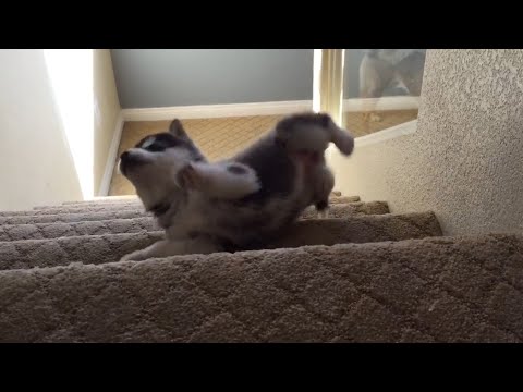 Husky Puppy Tumbles down Stairs