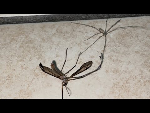 Spider Vs &lsquo;Daddy Long-Legs&rsquo;