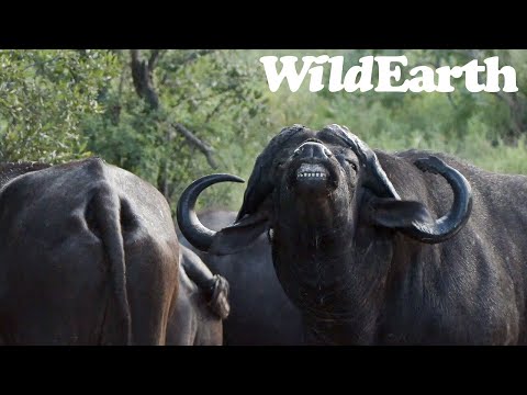 WildEarth - Sunrise Safari -  11 January 2024