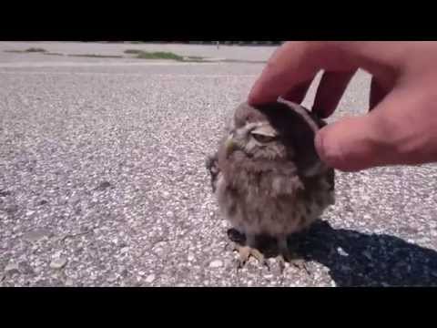 Baby Owl caressed in Verona