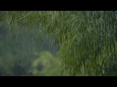 RELAXING | Heavy rain and strong winds hit the bamboo trees