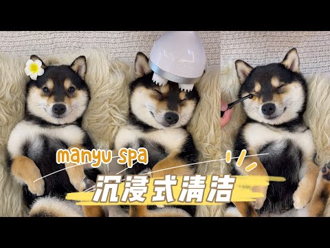 Dog cleaning time,dog spa asmr (with headphones)