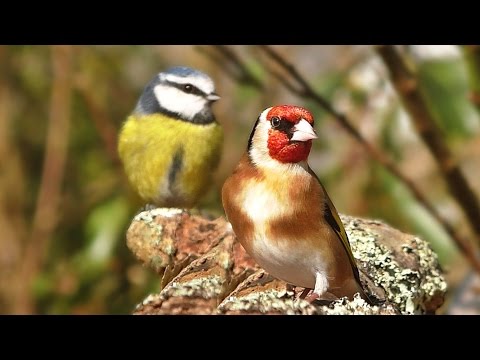 Videos and Sounds for Cats : Garden Birds Extravaganza