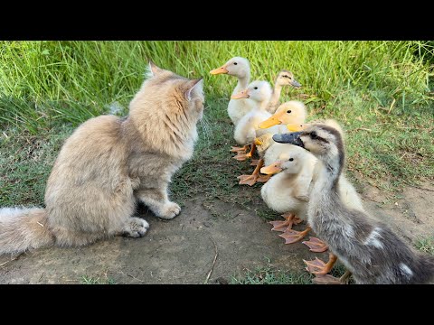 The kitten is so awesome that he tamed a group of ducklings!The duckling has grown up again