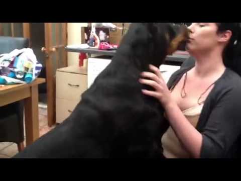 Rottweiler attacks.....HA