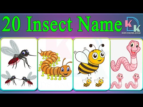 Insect Name In English | 20 Insect Name | Learn Insects Name | Insect Name