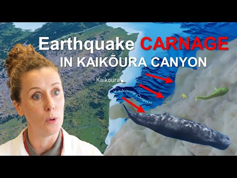 Earthquake Carnage In Kaikōura Canyon