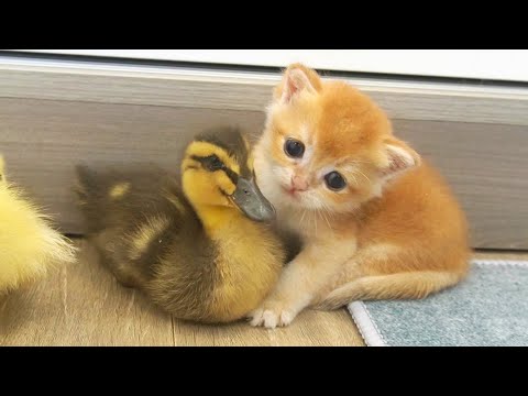 Tiny kittens live with little ducks