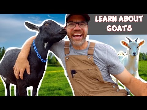 Meet the Coolest Creatures Ever! GOATS! (Educational Farm Fun For Kids)