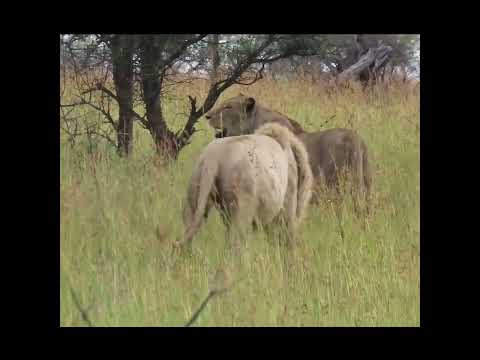 Footloose,Casanova,Casper the White Lion &amp; Satara Pride on a Zebra Kill.