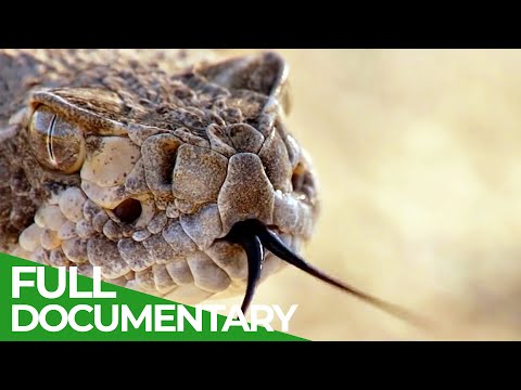 The Most Dangerous Wildlife Moments - Part 1 | Free Documentary Nature