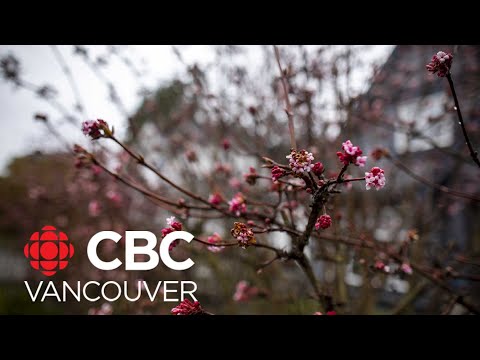 Vancouverites say January blooms strange to see