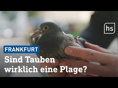 So geht es den Stadttauben in Frankfurt | hessenschau