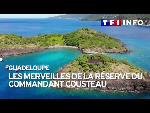 Guadeloupe : les merveilles de la r&eacute;serve du commandant Cousteau