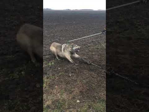 Timber Wolf released NW Minnesota