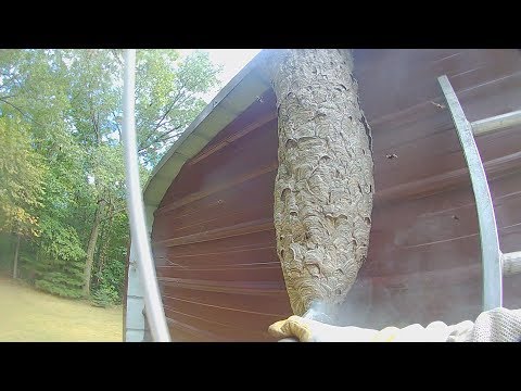 5 foot tall Hornets nest attack while it's destroyed