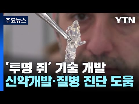 [과학 한스푼] 투명인간 아닌 '투명 쥐'...신약 테스트&middot;질병 진단에 도움 / YTN