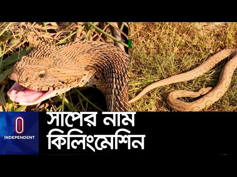 বিশ্বের পঞ্চম বিষধর সাপ চন্দ্রবোড়া,এর বিষের প্রতিষেধক দেশের কোনও হাসপাতালে নেই|| Viper