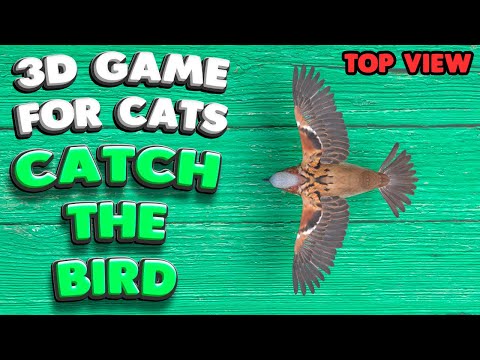3D game for cats | CATCH THE BIRD (top view) | 4K, 60 fps, stereo sound