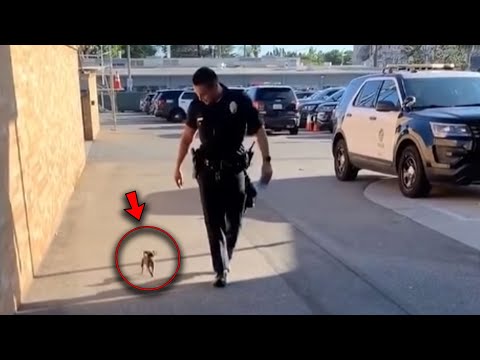 A stray puppy followed a police officer, and what happened next is unbelievable