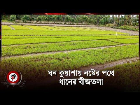 ঘন কুয়াশায় নষ্টের পথে ধানের বীজতলা || Chittagong || Jago News