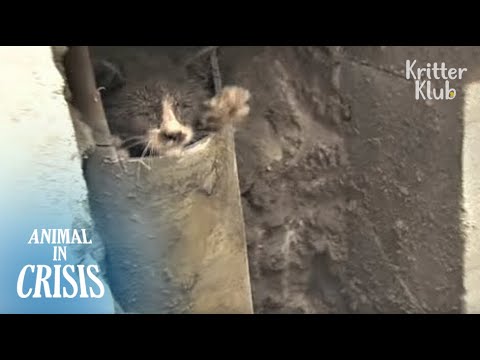 Kitten Reaches Out His Hand For People, Hoping They'd Save Him | Animal in Crisis EP119