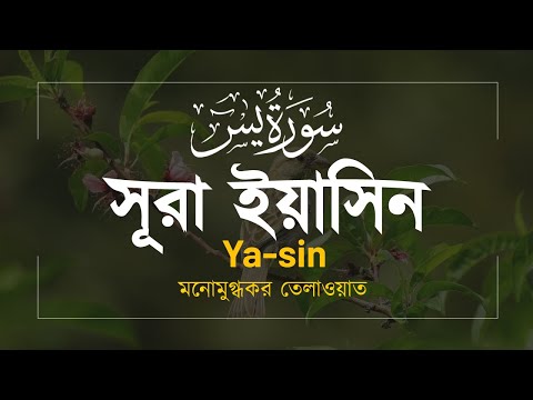 Surah Ya-sin | সূরাহ ইয়াসিন। سورة يس | Enchanting recitation | Shoaib Al Islam