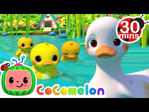 Five Little Duckies 30 MIN LOOP |  Animal Songs For Kids