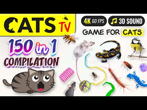 CATS TV - 150 in 1 Ultimate Compilation 🙀 Game for cats 🐭🐤🐝 10 HOURS 🕚 4K
