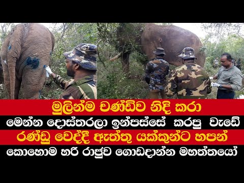 මුලින්ම චණ්ඩිව නිදි කරා | මෙන්න දොස්තරලා ඉන්පස්සේ  කරපු  වැඩේ |  රණ්ඩු වෙද්දී ඇත්තු යක්කුන්ට හපන්