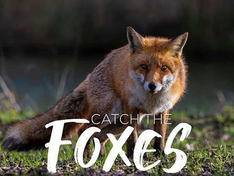 Catching The Foxes (Jordan Shouse)