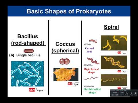 Chapter 3: Prokaryotic Cells