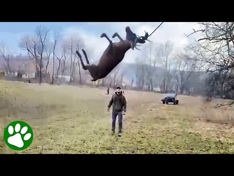 Men rescue deer swinging in the air