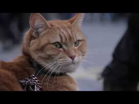 &quot;A street cat named Bob&quot;, il booktrailer