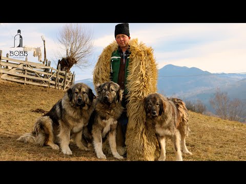 C&Acirc;INI CIOBĂNEȘTI CARPATINI CARE FAC PAZĂ LA LUP ȘI URS &Icirc;N MUNȚII CARPAȚI | LUCIAN DURUIAN - EP.1