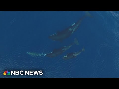 WATCH: Video shows Orca teaching baby whale to hunt dolphin