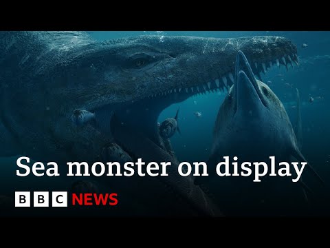 Colossal pliosaur sea monster skull goes on display - BBC News