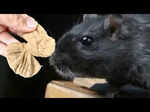 2 BEST METHODS TO GET RID OF MICE AND RATS IMMEDIATELY! Natural repellents