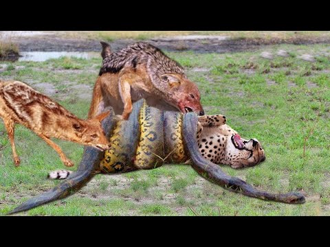 Most Amazing Moments Of Wild Animal Fights - Lion Vs Buffalo, Elephant, Leopard, Jackal, Python