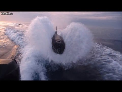 Watch the Astonishing Moment Orcas Chase a Fishermen's Boat