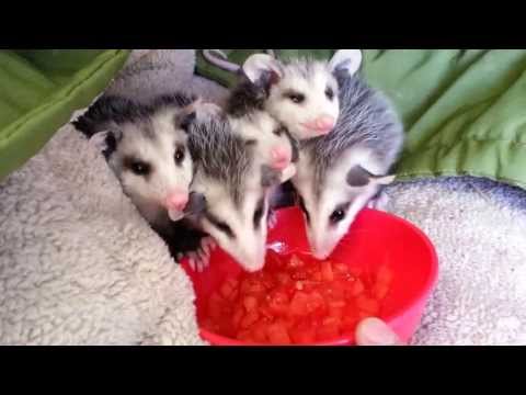 Possums eating watermelon