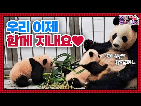 (SUB) Finally, Aibao And Twin Pandas Gather In One Place ?│Panda World