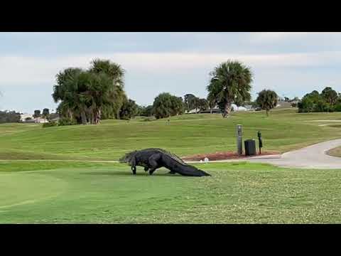 Massive alligator taking a stroll