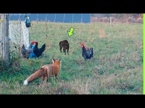 UNBELIEVABLE CAT SAVES CHICKEN FROM FOX