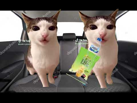 POV: mau liburan ke jakarta ( meme cat )