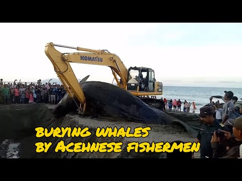 Whale vs Excavator - Burial of the World's Biggest Animals With Excavator