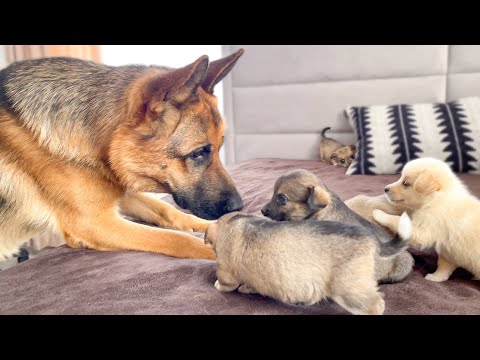 German Shepherd Meets Puppies for the First Time