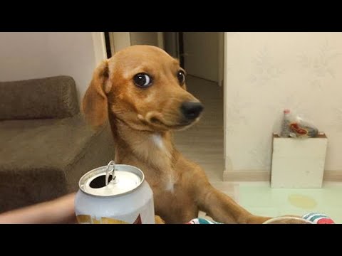 Dog's dramatics are the best thing you'll see today! 😂