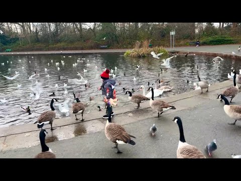 Leo feeds the ducks 🦆🦆🦆🦆 December 2023