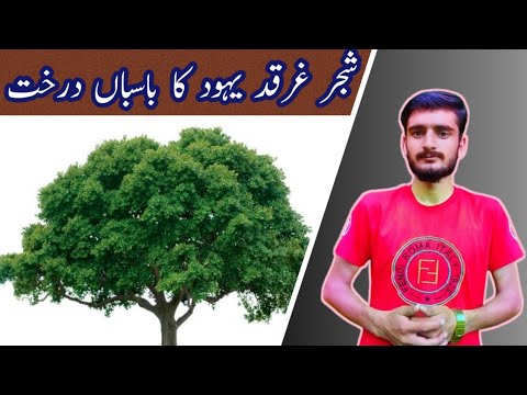 Reality behind planting Gharqad in Israel || The Tree of Jews || SHAJR -E- GARQAD ||